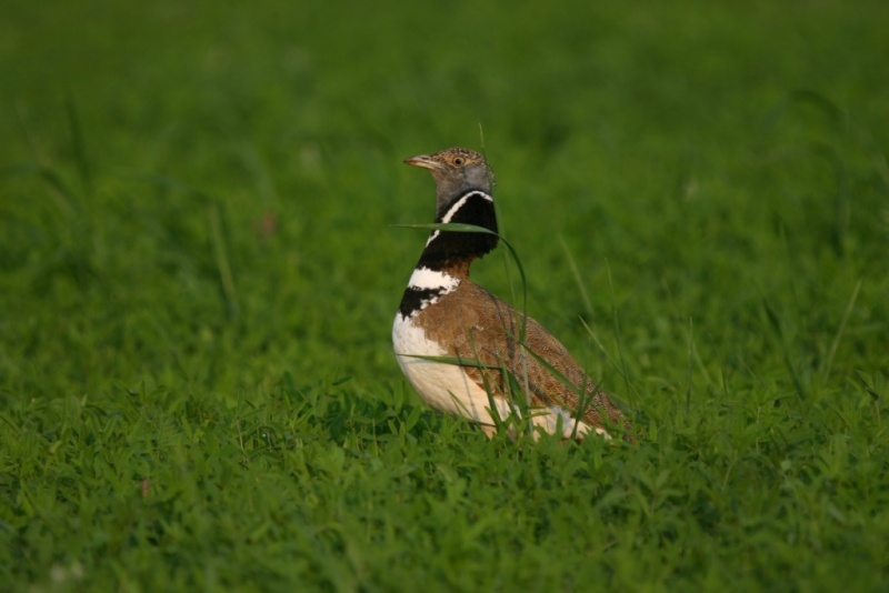 Outarde canepetière, photo C.Tardieu