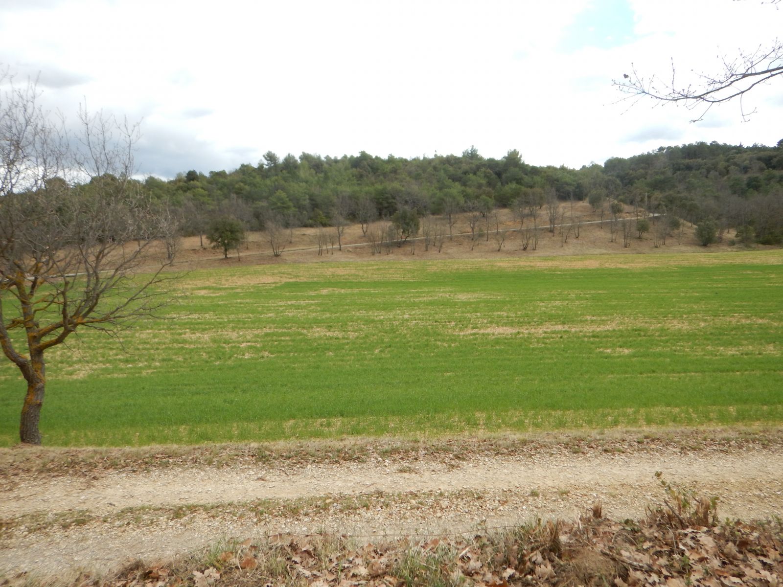 Zone de Défense des forêts contre les incendies le long de la route de Riez (Anne Ferment - PNRV)