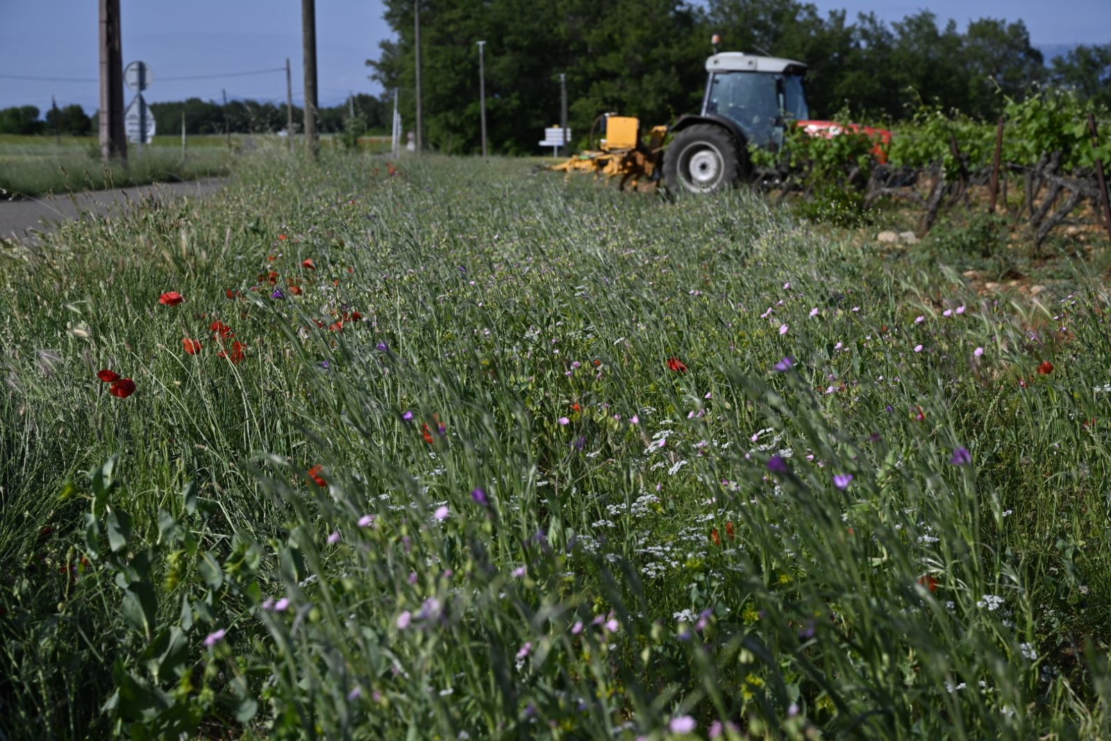 Floraison de plantes messicoles en bordure de vignes (Dominique Chavy - PNRV)