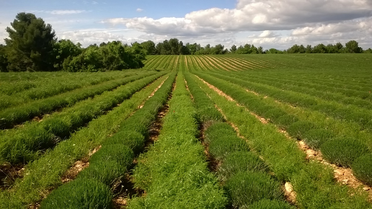 Lavandin planté dans un couvert d’ers ©Perrine Puyberthier