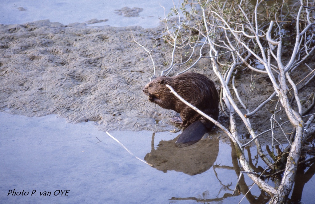 Photo de Castor par Patrice Van OYE