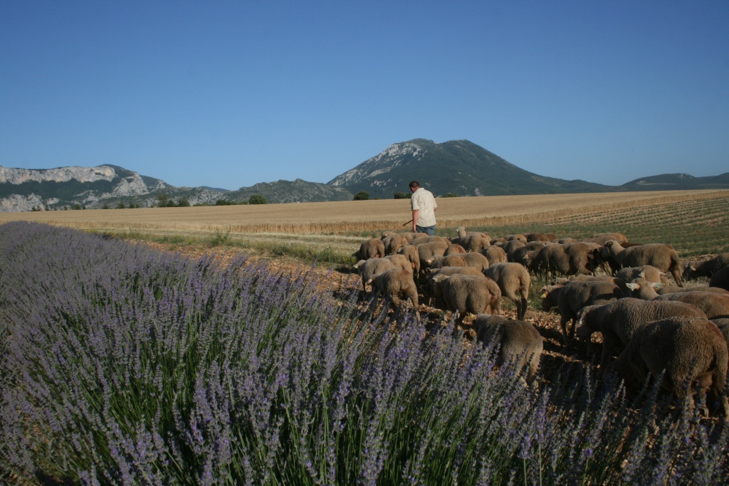 © Maison de la Transhumance