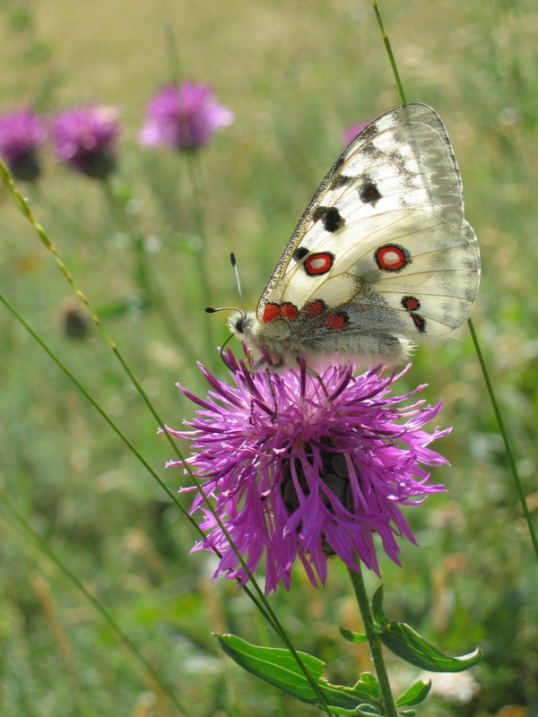 2007_parnassius-apollon_arobert