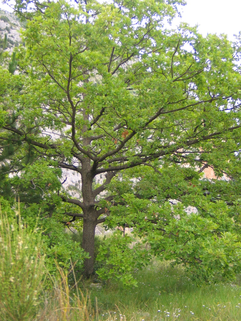 arbre - crédit Mathilde Grange