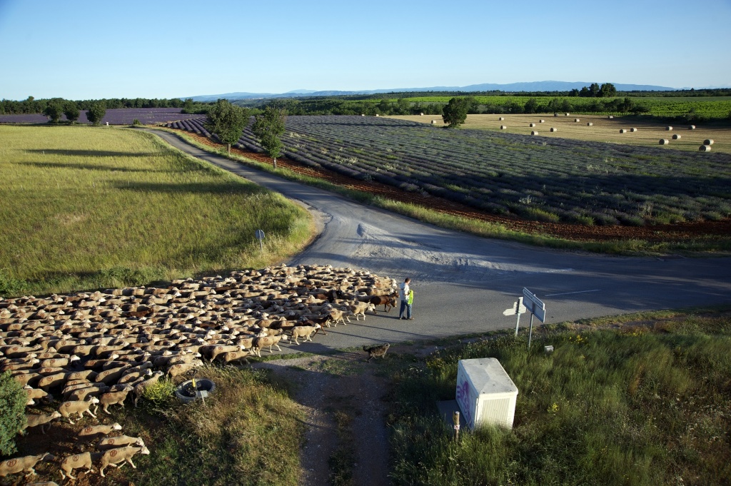 © Lionel Roux pour la Maison de la Transhumance