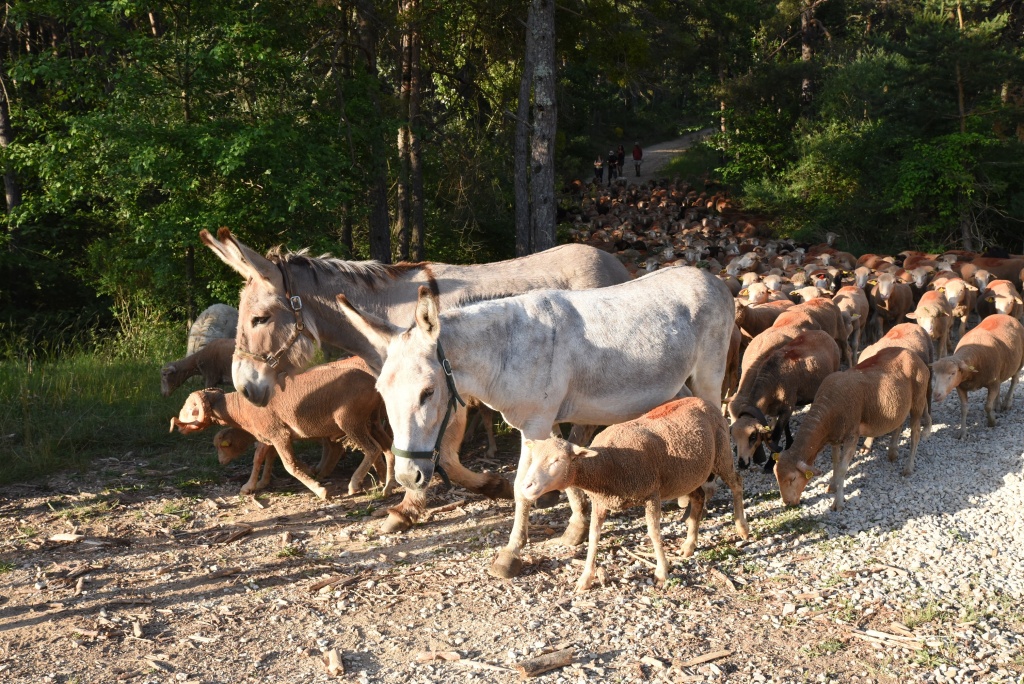 © Parc naturel régional du Verdon