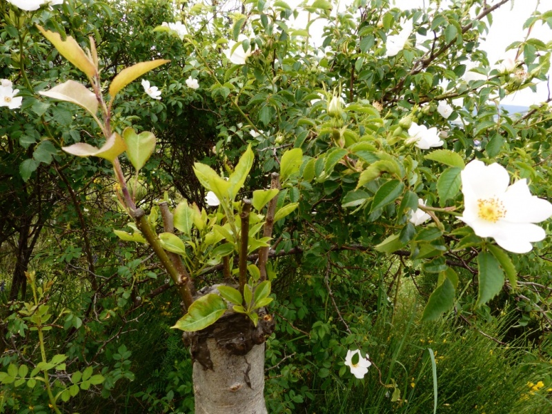 arbres fruitier de la pépinière de Valx