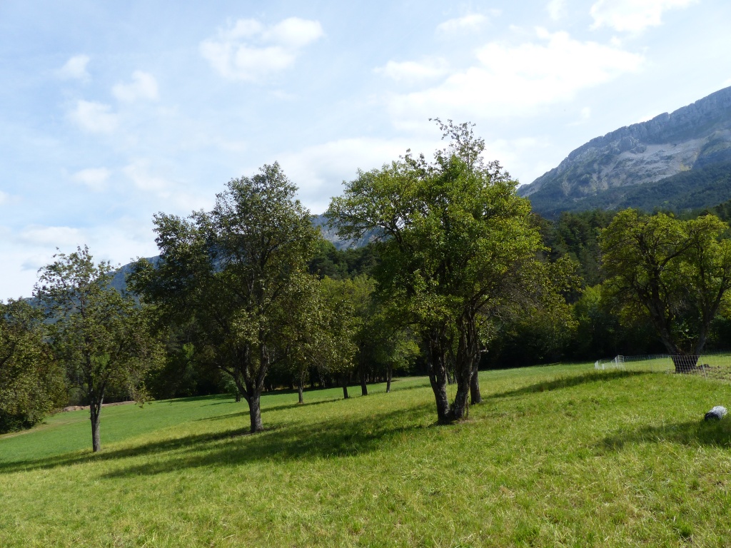 Pré verger à Blieux - crédits Marc Doussière - Parc naturel régional du Verdon