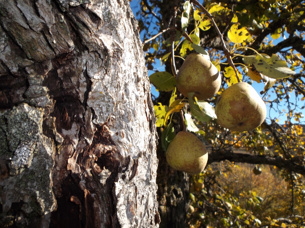 Poire du Verdon