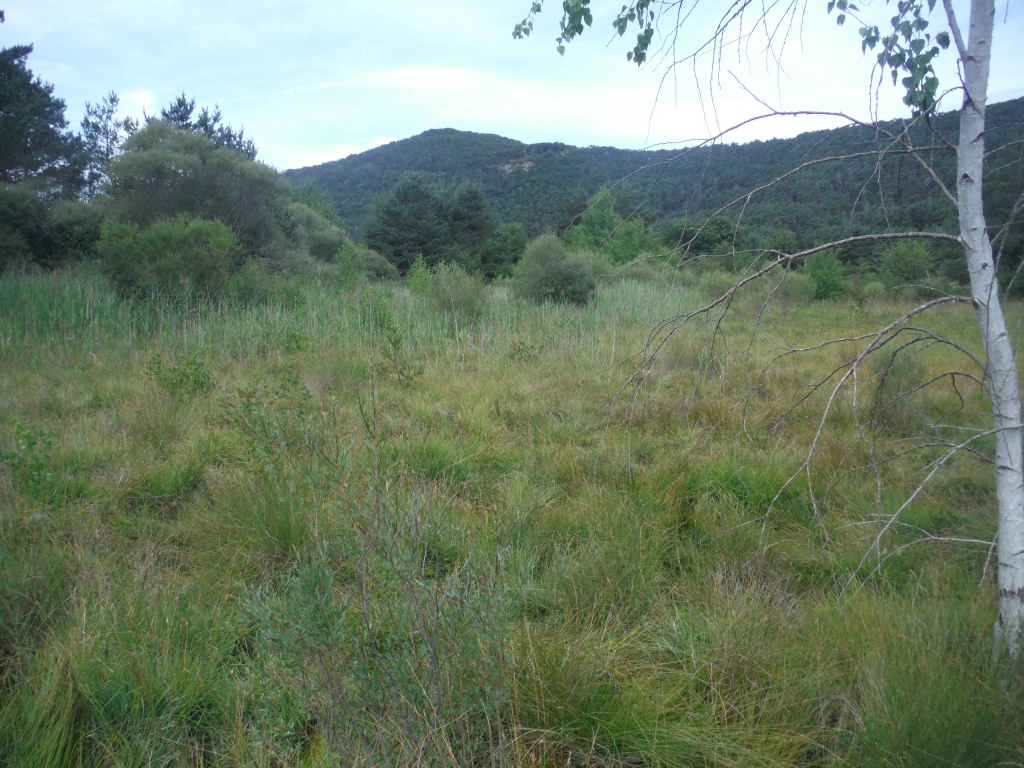 Zone humide du marais du Plan d'Anelle - La Martre