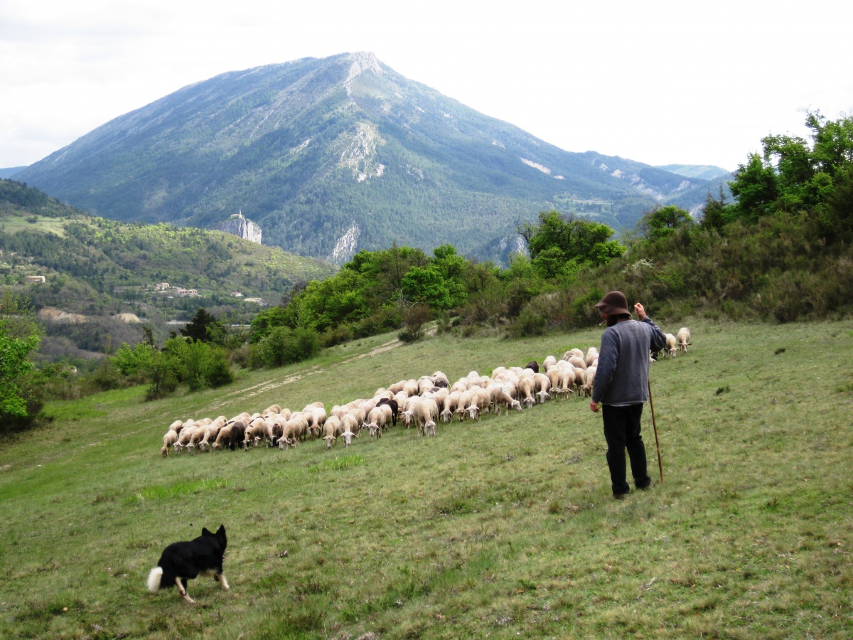 troupeau avec son berger à Castellane - Parc naturel régional du Verdon