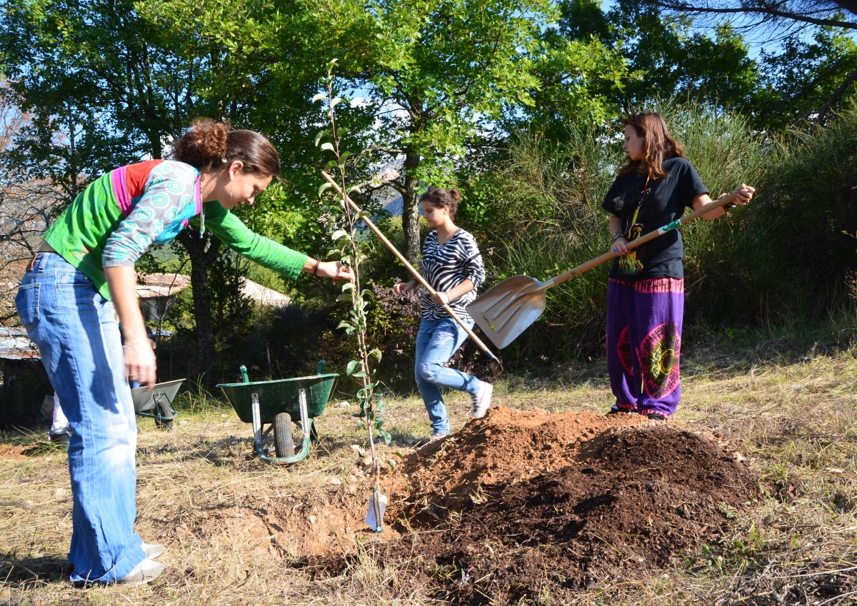 plantation d'arbres fruitiers à Valx (crédit photo: Mathilde Grange)