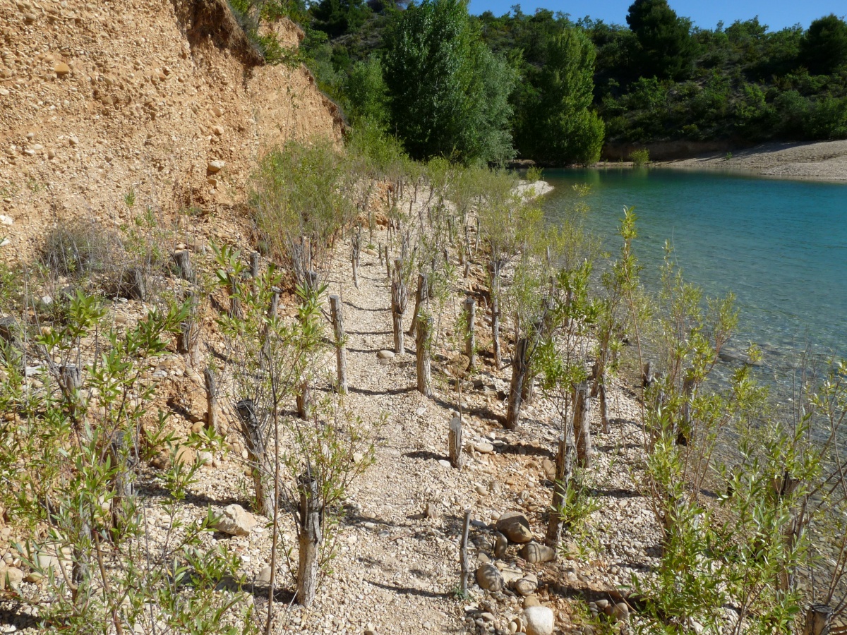 (PNRV) Expérimentation d'une protection des berges du lac de Sainte-Croix en génie végétal 