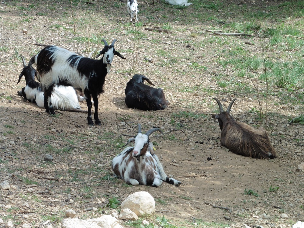 chèvres de race commune provençale_crédit photo : Isabelle Darmuzey