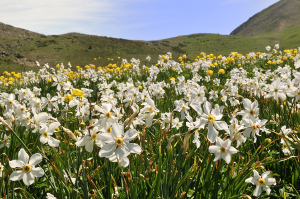 Prairie à narcisses des poètes et trolles d'Europe