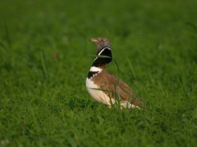 Outarde canepetière, photo C.Tardieu