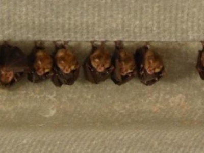 Colonie de Petit rhinolophe et leurs petits enveloppés dans leurs ailes (Michèle Laurand)