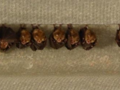 Colonie de Petit rhinolophe et leurs petits enveloppés dans leurs ailes (Michèle Laurand)