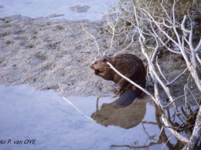 Photo de Castor par Patrice Van OYE