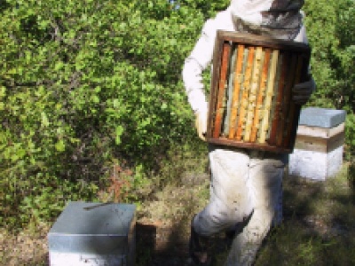 récolte du miel