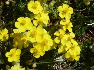Flore en zone humide