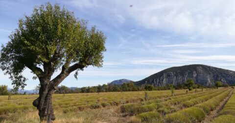 Alignement d'arbres plantés à Saint-Jurs, sur le plateau de Valensole