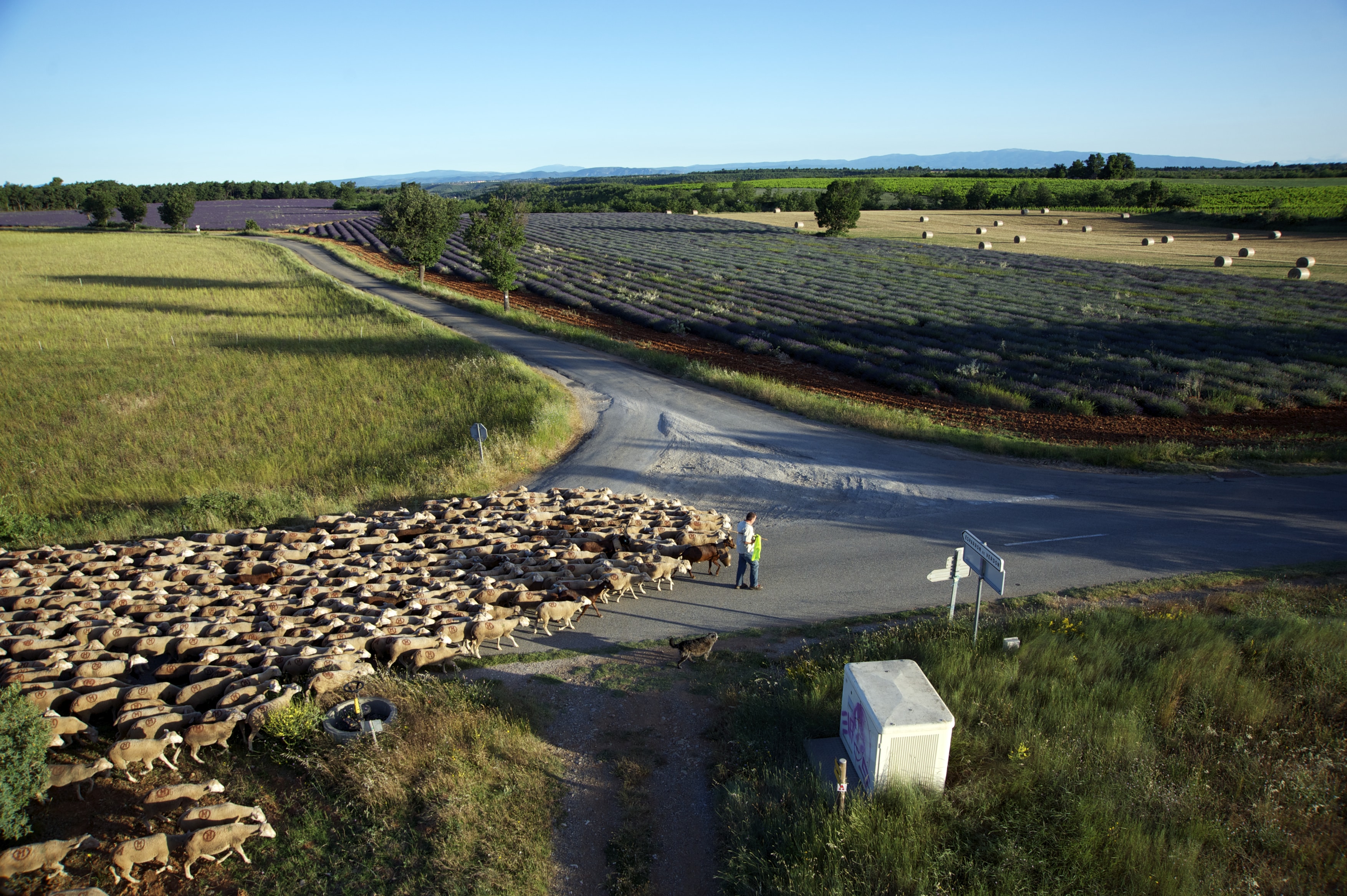 Transhumance le long du plateau de Valensole © Maison de la Transhumance